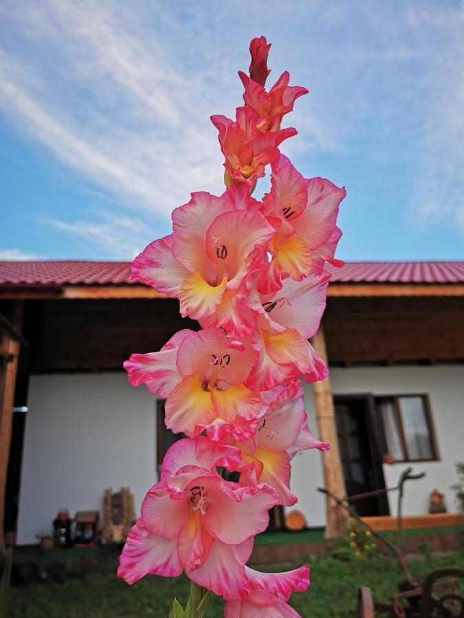 Jugul Taranului Agropensiune Polovragi, Gorj别墅 外观 照片
